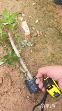 高度25厘米云南紫