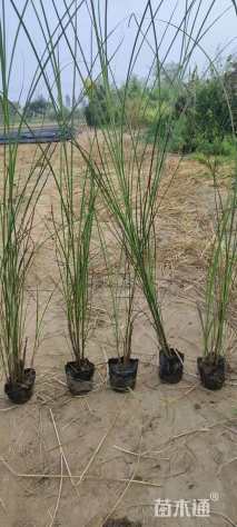 高度30厘米细叶芒