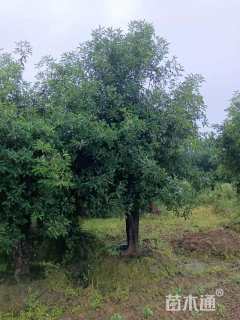 15公分椤木石楠