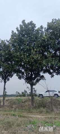 15公分大叶女贞