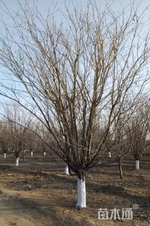 24公分西府海棠