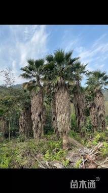 裸干高600厘米华棕