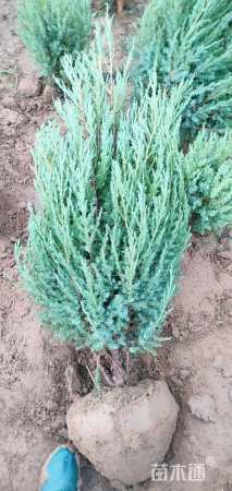高度1.2厘米刺柏