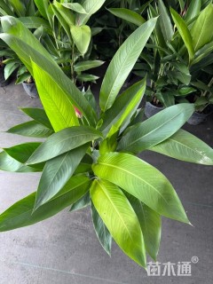 高度80厘米黄鸟蕉