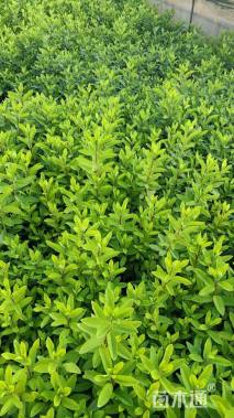 高度20厘米杜鹃