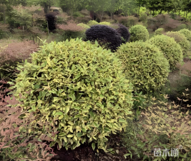 冠幅150厘米金边胡颓子球