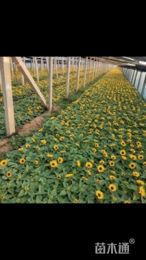 高度20厘米向日葵