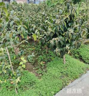 高度100厘米中华木绣球