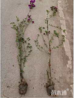 高度80厘米三角梅