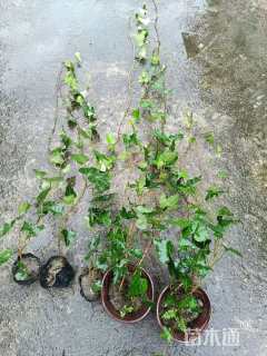 50厘米常青藤