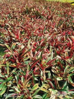 高度25厘米七彩竹芋