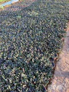 高度14厘米筋骨草