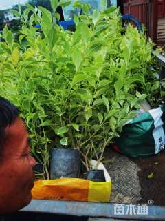 高度10厘米杜鹃