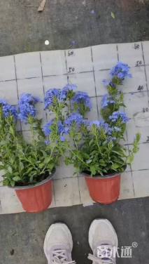 高度30厘米蓝雪花