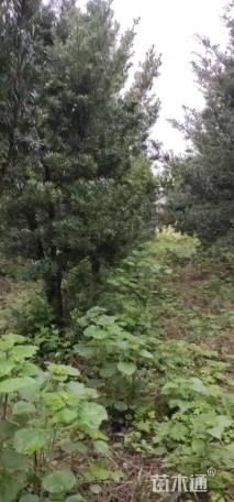 容器苗造型罗汉松