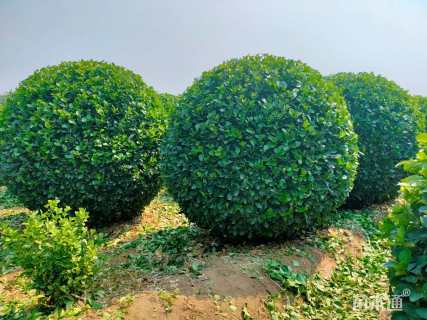 冠幅140厘米卫矛球