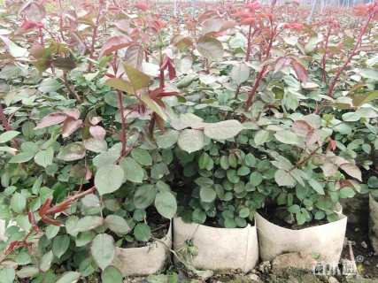 高度45厘米月季