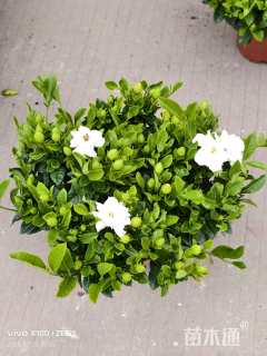 高度30厘米小叶栀子