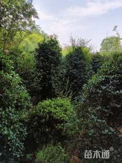 高度250厘米丛生桂花