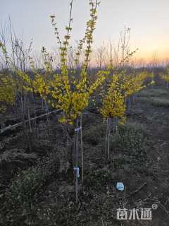 高度200厘米黄老虎