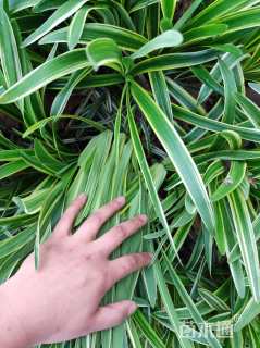 高度30厘米金边阔叶麦冬