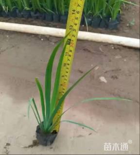 高度30厘米水菖蒲