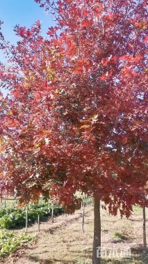13公分北美红栎