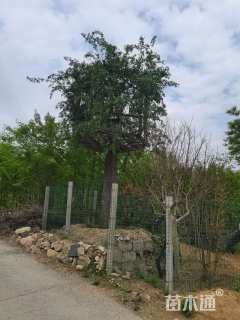 20公分造型红花继木桩