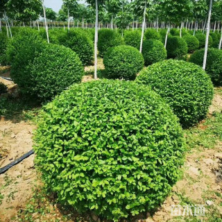 高度70厘米水蜡球