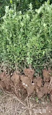 高度60厘米大叶黄杨