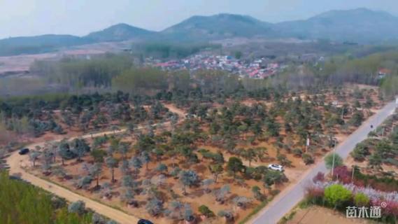 裕丰园林景观石