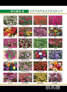 高度25厘米鼠尾草