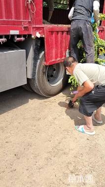 高度15厘米地被菊