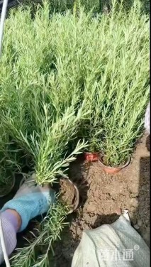 高度20厘米迷迭香