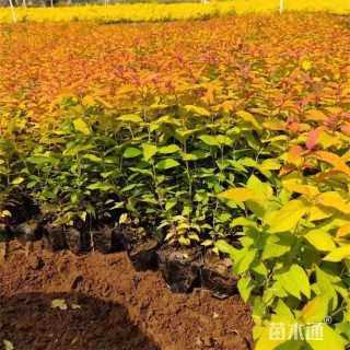 高度18厘米金焰绣线菊