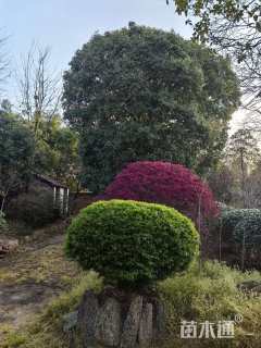 64公分小叶金桂