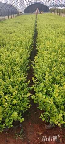 高度30厘米金叶女贞