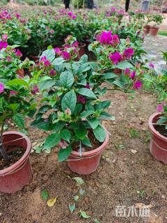 高度30厘米三角梅