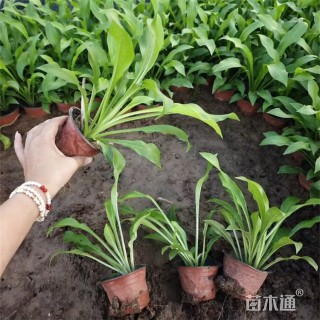 高度35厘米紫花玉簪