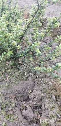 高度30厘米龟甲冬青