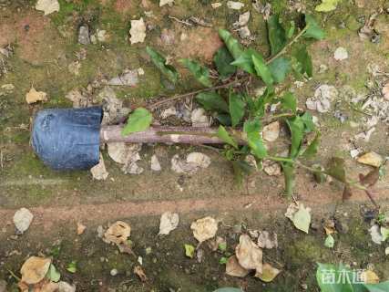 高度35厘米三角梅