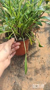 高度15厘米勋章菊