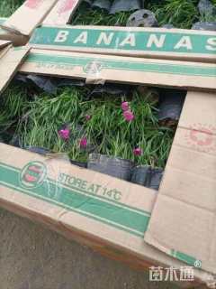 高度5厘米三色堇