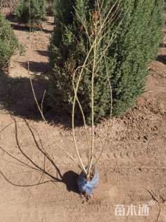 高度100厘米东北连翘