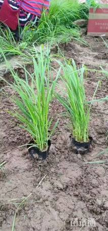 高度20厘米狼尾草