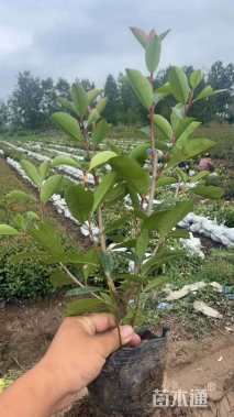 0.2公分红叶石楠