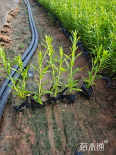 高度25厘米千屈菜