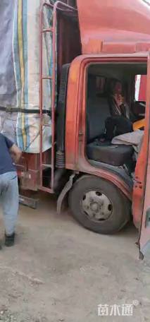 高度25厘米品种月季