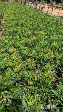 高度30厘米十大功劳