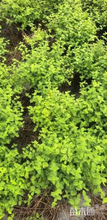 高度38厘米紫花马樱丹